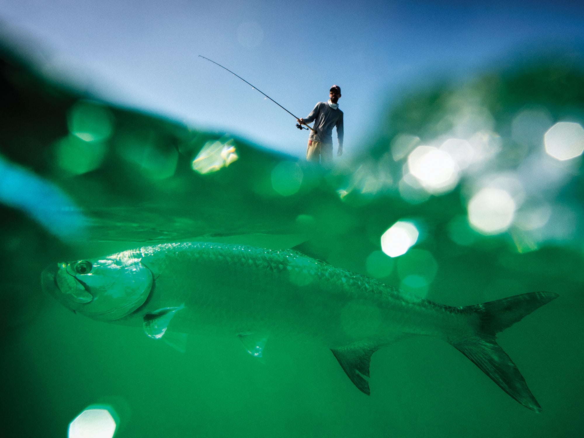 Split-image showing half underwater view of a tarpon hooked on a fishing line, while an angler reels it in during a tarpon fishing charter. Above water, the angler's action is visible as they work to land the tarpon.
