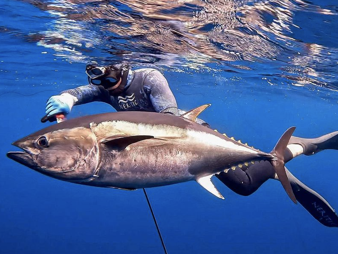 Bluefin Tuna Fishing: How to Catch the Fish of Your Dreams