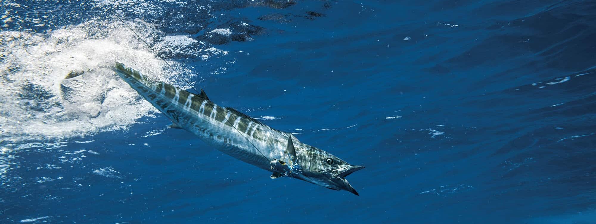 A wahoo fish swimming swiftly in the ocean, displaying its elongated body and iridescent blue back. Renowned as the fourth fastest fish in the ocean, the wahoo demonstrates speed and agility in its marine environment.