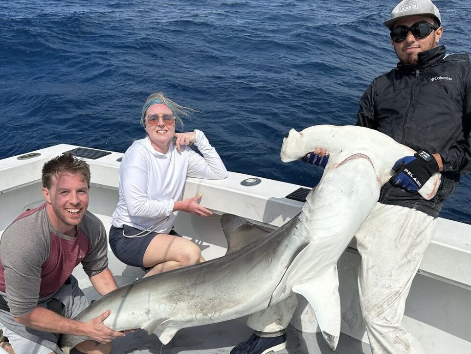 Group of three people holding a big hammerhead shark while on a shark fishing charter in the Florida ocean with the sun in the background.