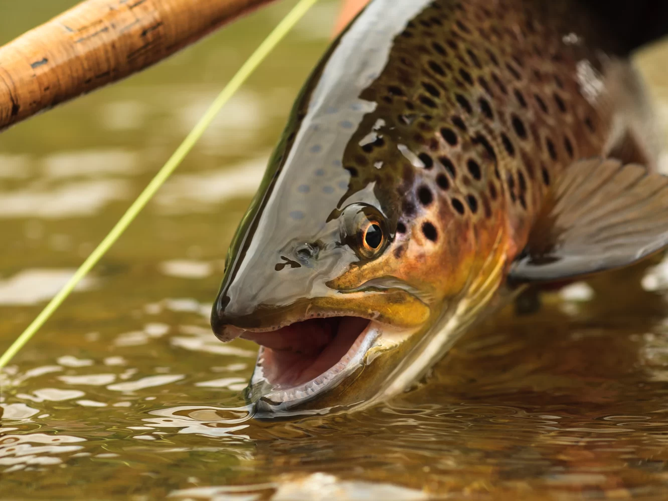 Best Trout Spinning Rods, Reels, & More: 2024 Edition