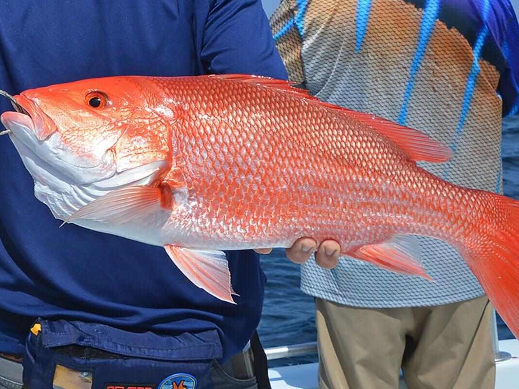 Florida’s Top 10 Snapper Species: A Guide for Fishermen