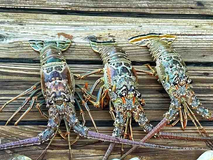 Lobster Diving Charter in Big Pine Key