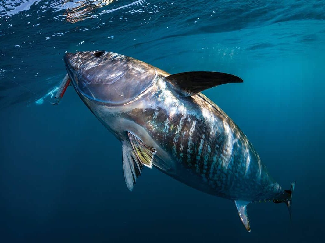 Bluefin Tuna Fishing: Best Conditions, Seasons, & Locations