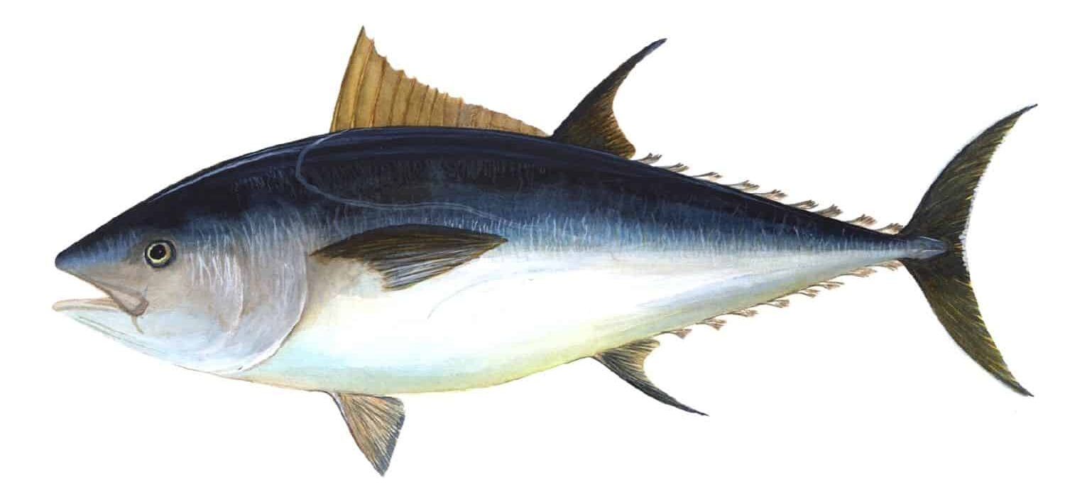 image of bluefin tuna highlight yellow fin 