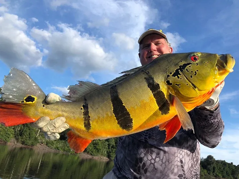 Top 10 Best Peacock Bass Lures and Bait: 2025 Update