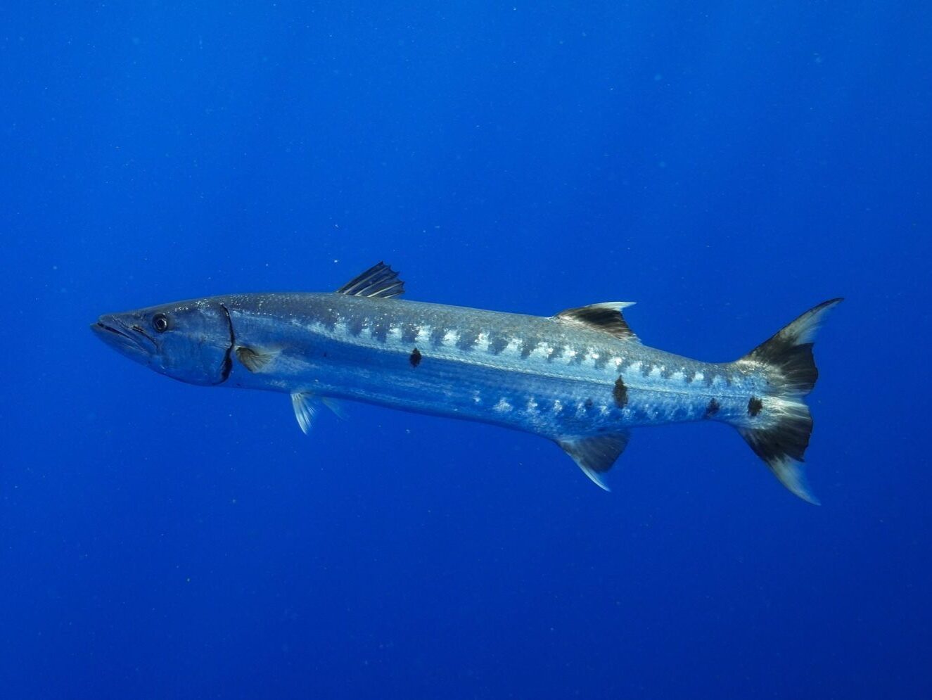 Can You Eat Barracuda? The Risks and Rewards