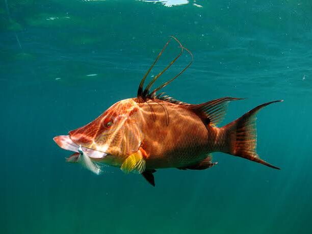 How To Catch Hogfish: The Ultimate Cheat Sheet For Fisherman