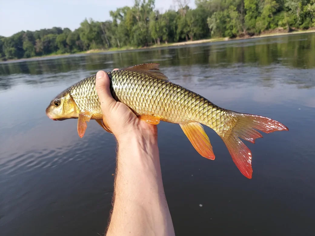 Where to Catch Redhorse Sucker Fish?