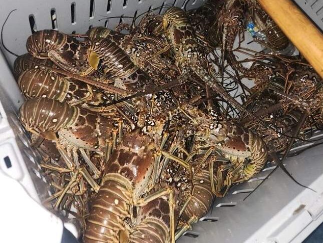 Limit of lobster during a bully-netting charter in Key West.