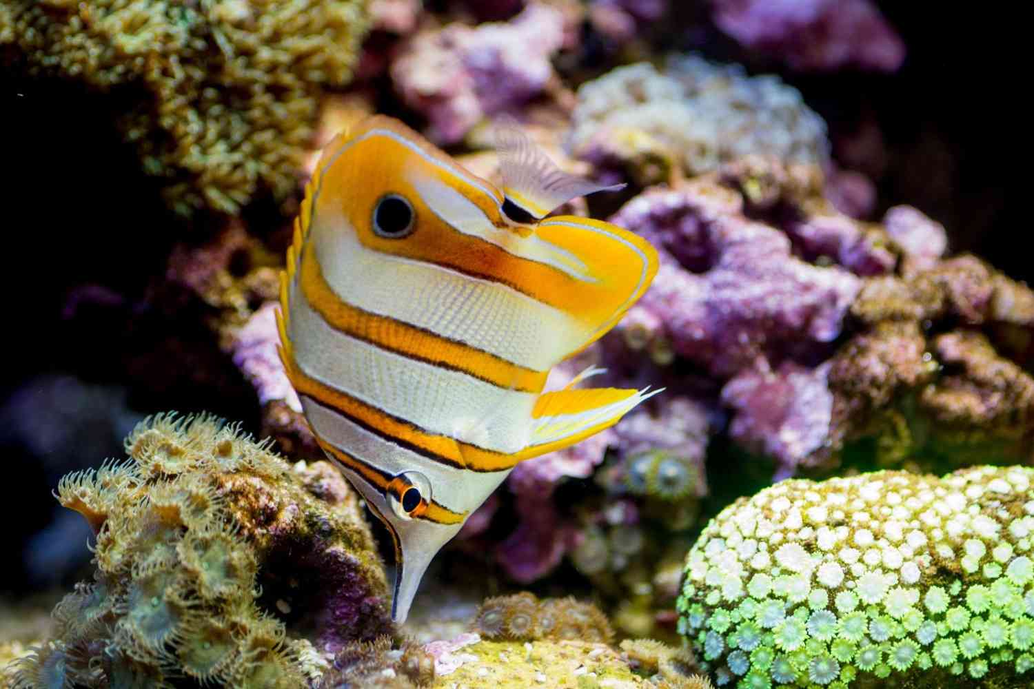 Beautiful Butterfly Fish Reel Guides Butterfly fish swimming in home reef tank setup