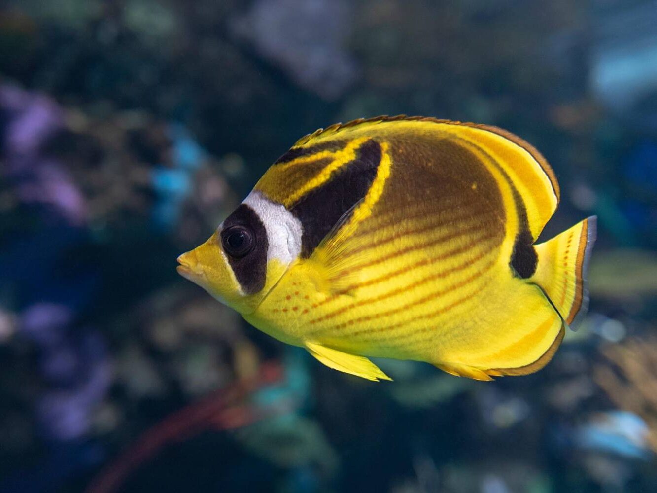 Butterfly Fish: Species, Diet and Aquarium Tips