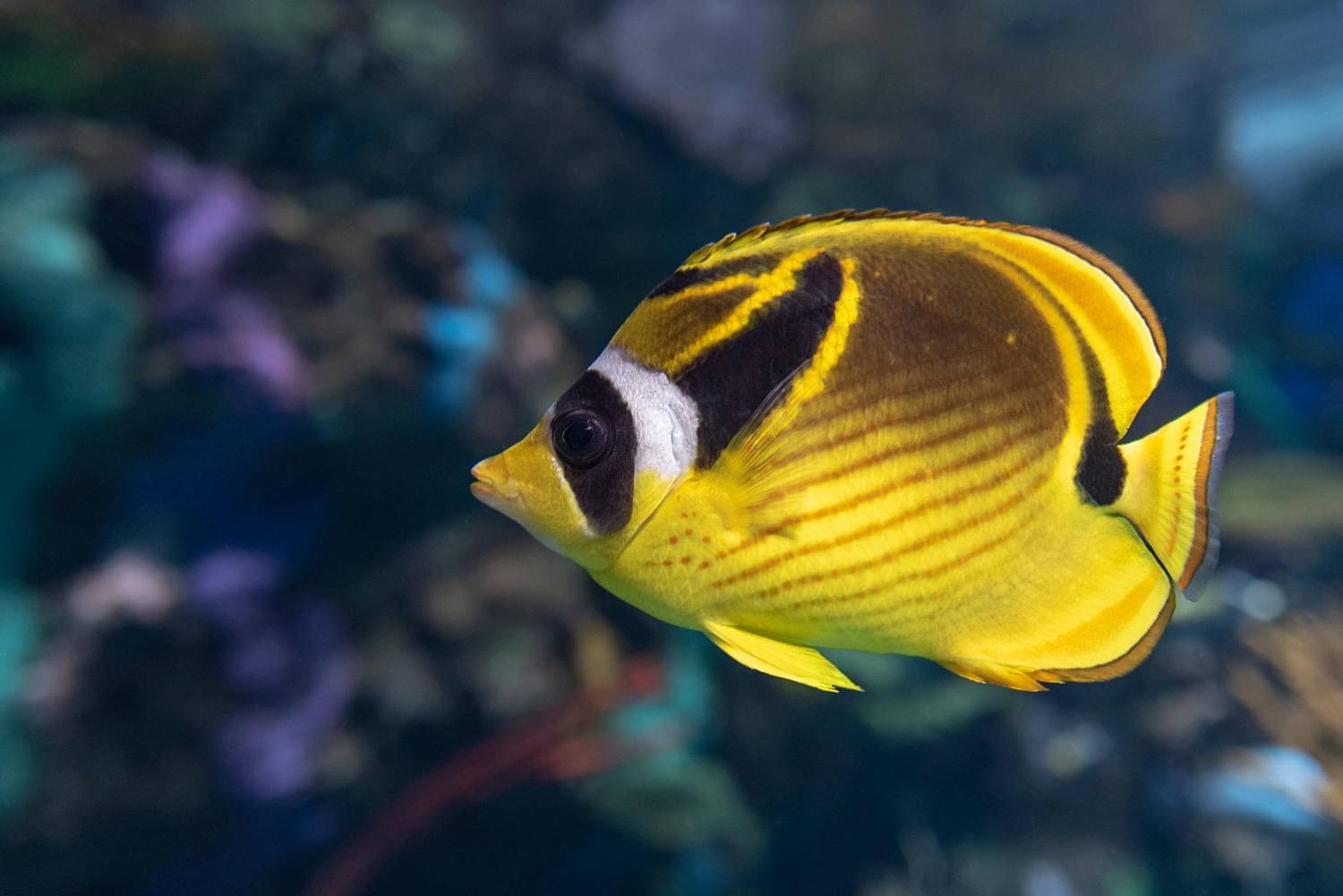 Butterfly Fish Underwater Reel Guides Detailed view of Butterfly fish face with unique markings and colors