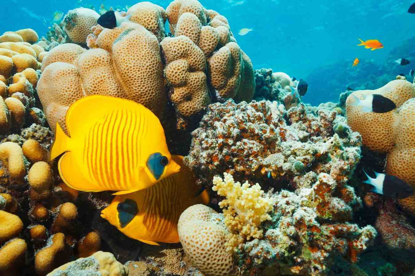 Butterfly Fish Reel Guides Butterfly fish swimming in a colorful tropical coral reef ecosystem