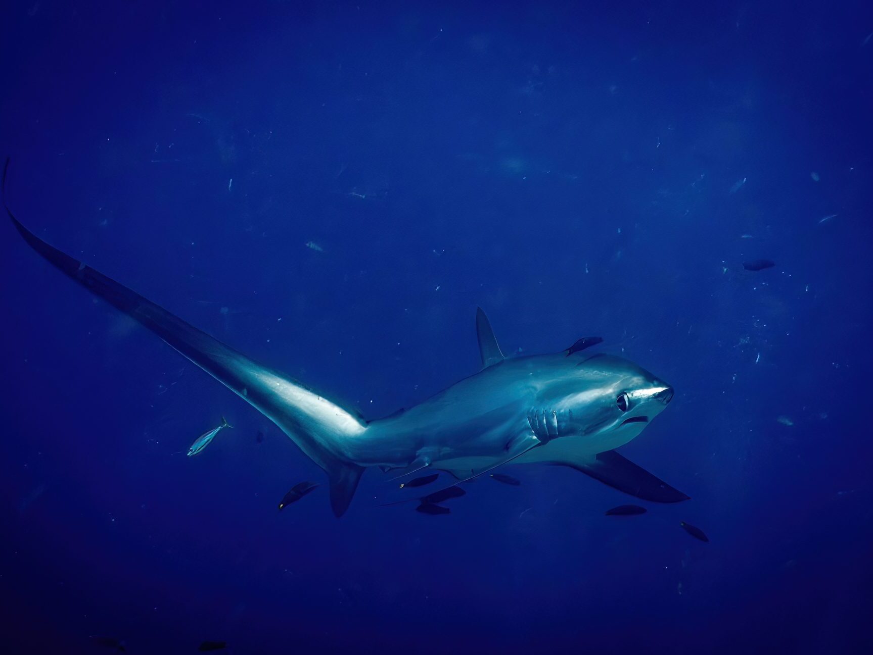 Can You Eat Shark? A Captain’s Perspective