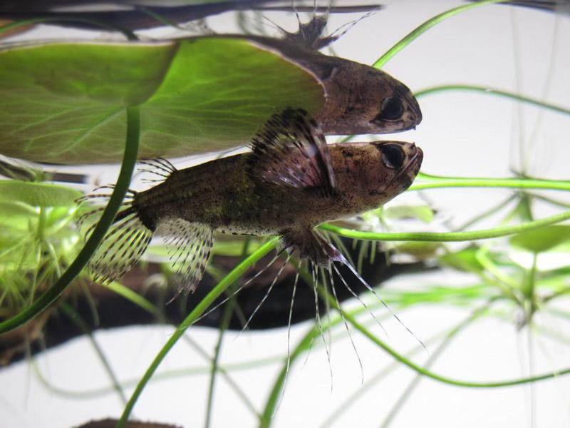 african butterfly fish appearance Reel Guides African butterfly fish eating floating food from the aquarium surface