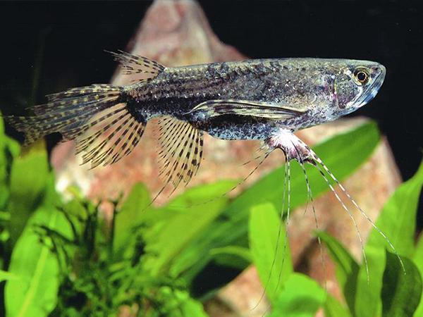 african butterfly fish care guide Reel Guides African butterfly fish resting beneath floating plants in a natural style aquarium