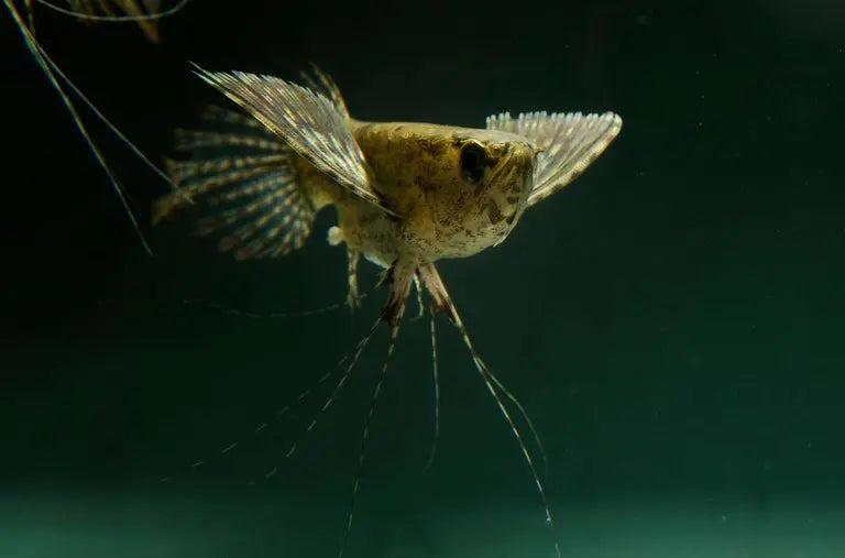 african butterfly fish wing shaped fins Reel Guides African butterfly fish viewed from above with its broad wing shaped pectoral fins extended
