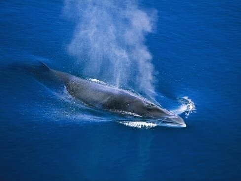 The Minke Whale: Facts, Habitat, Behavior, and Conservation