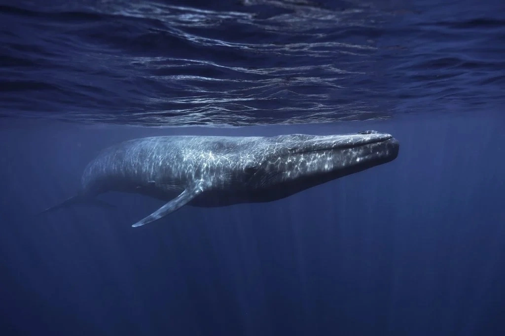 blue whale underwater Reel Guides Blue whale underwater in its natural ocean habitat
