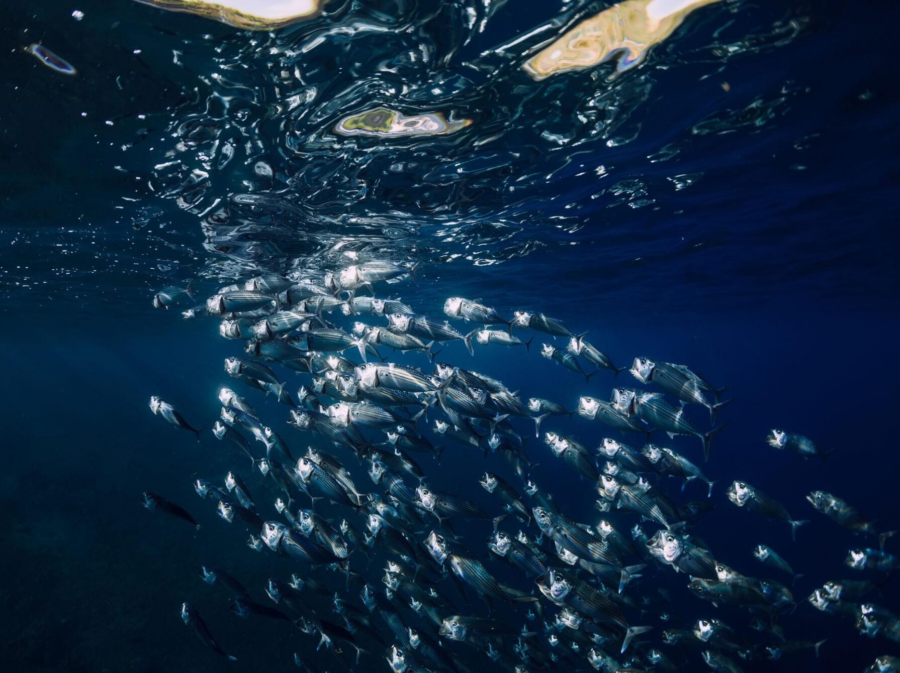 Can Fish See Water? The Truth About Fish Vision