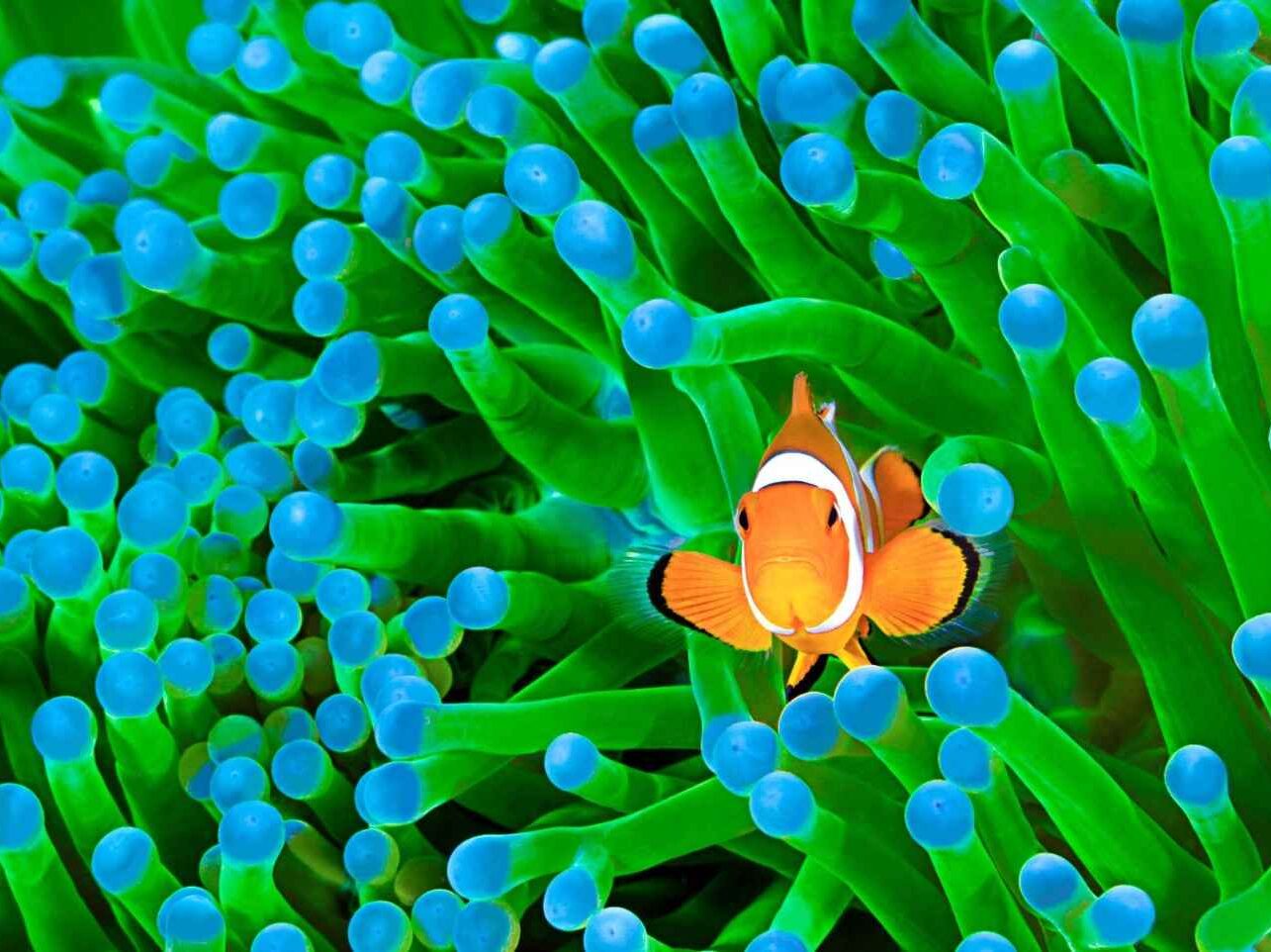 Coral Reef Fish: Types, Names, Facts & Ecosystem Guide