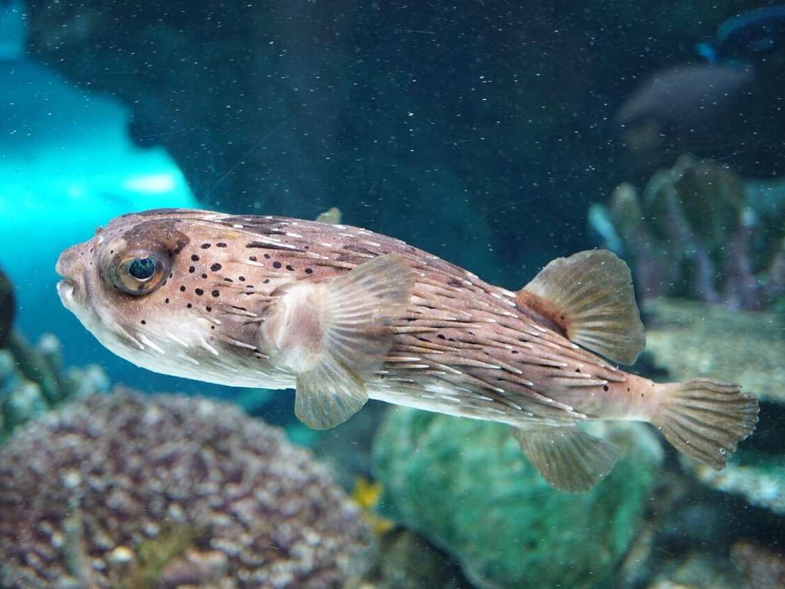 Do Fish Get Thirsty? What Most People Don’t Know