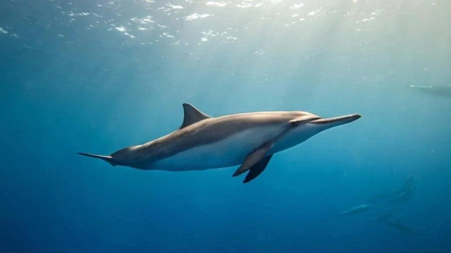 dolphins sleeping Reel Guides Dolphin resting near the ocean surface, illustrating how dolphins sleep by resting one half of their brain at a time while continuing to breathe and stay alert.