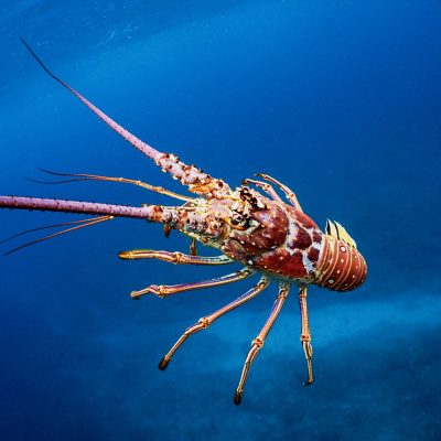 Lobster underwater during lobster fishing charter in Key West, Florida.