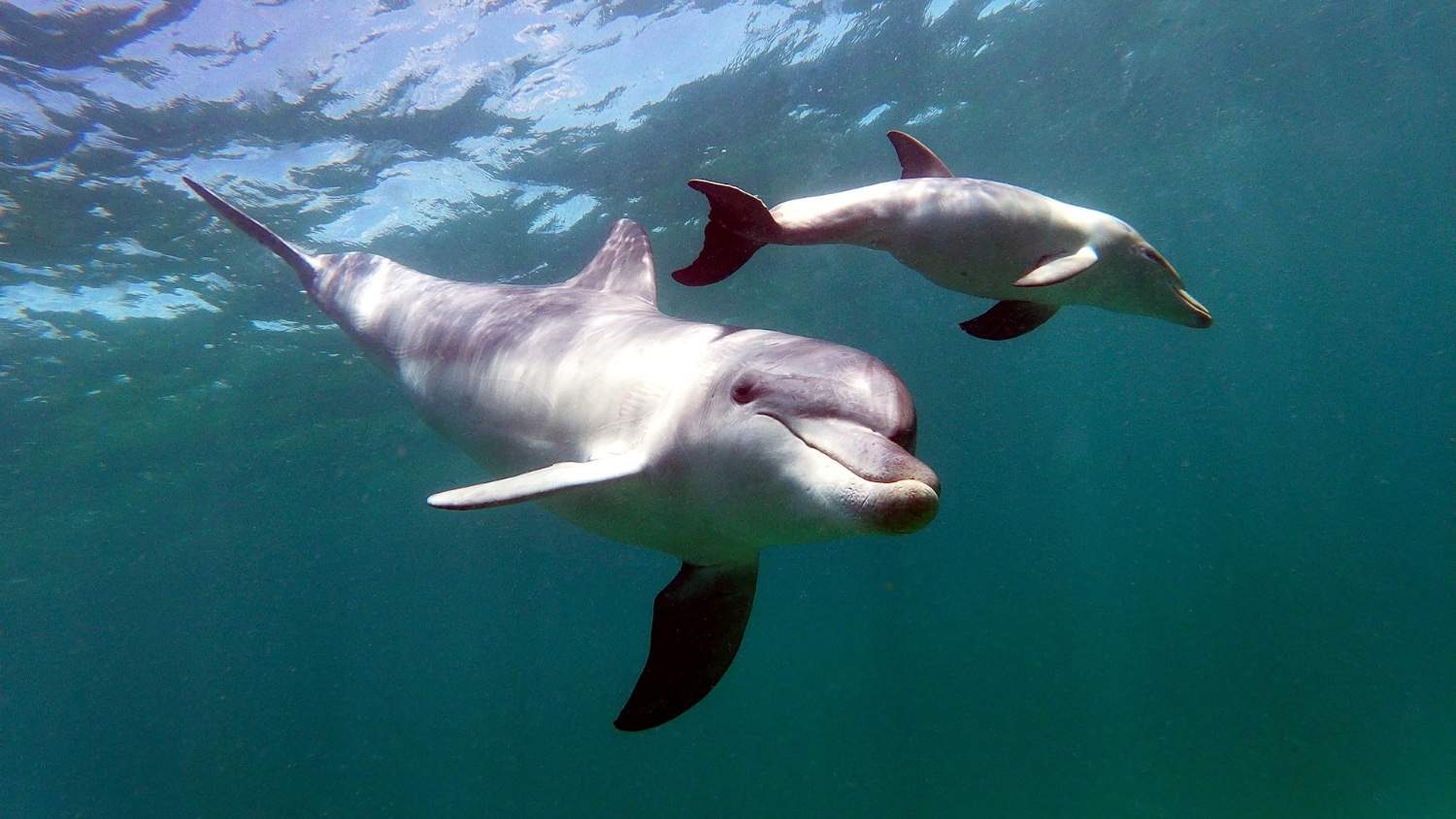 how do dolphins sleep blog Reel Guides Illustration of dolphins sleeping by resting one half of their brain at a time while swimming near the ocean surface, for a blog about how dolphins sleep.
