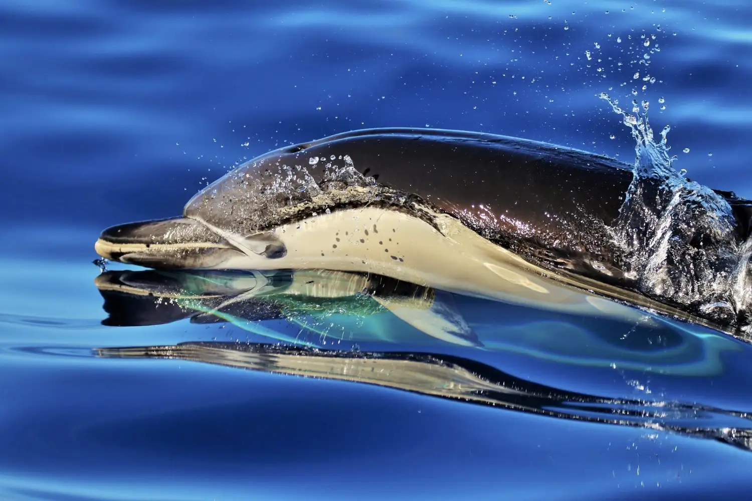 how do dolphins sleep Reel Guides Dolphin resting near the ocean surface, illustrating how dolphins sleep by resting one half of their brain at a time while continuing to breathe and stay alert.