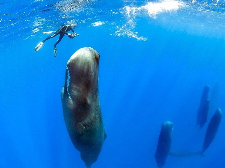 How Do Whales Sleep? The Incredible Truth