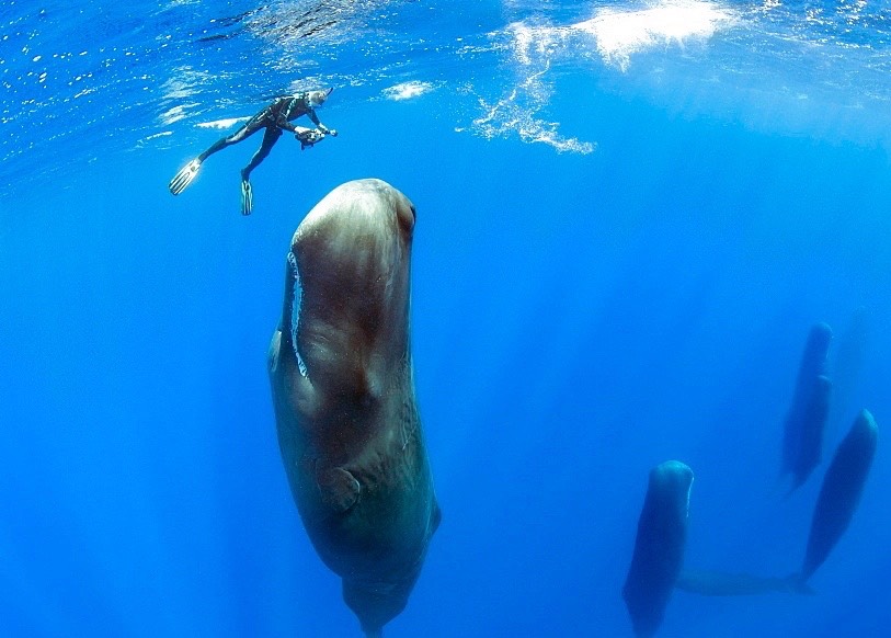 how do whales sleep Reel Guides How do whales sleep? Whale resting peacefully underwater near the ocean surface.