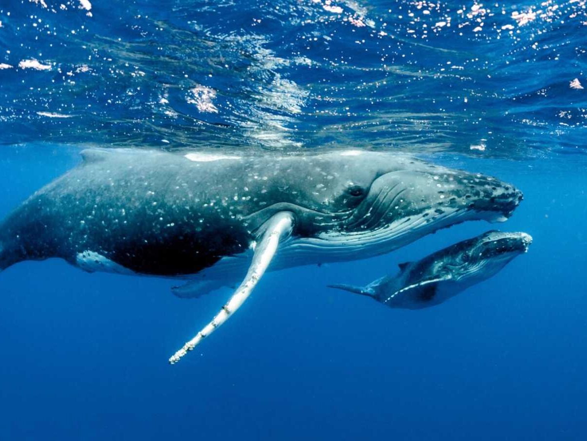 How Long Do Whales Live? A Guide to Whale Lifespans