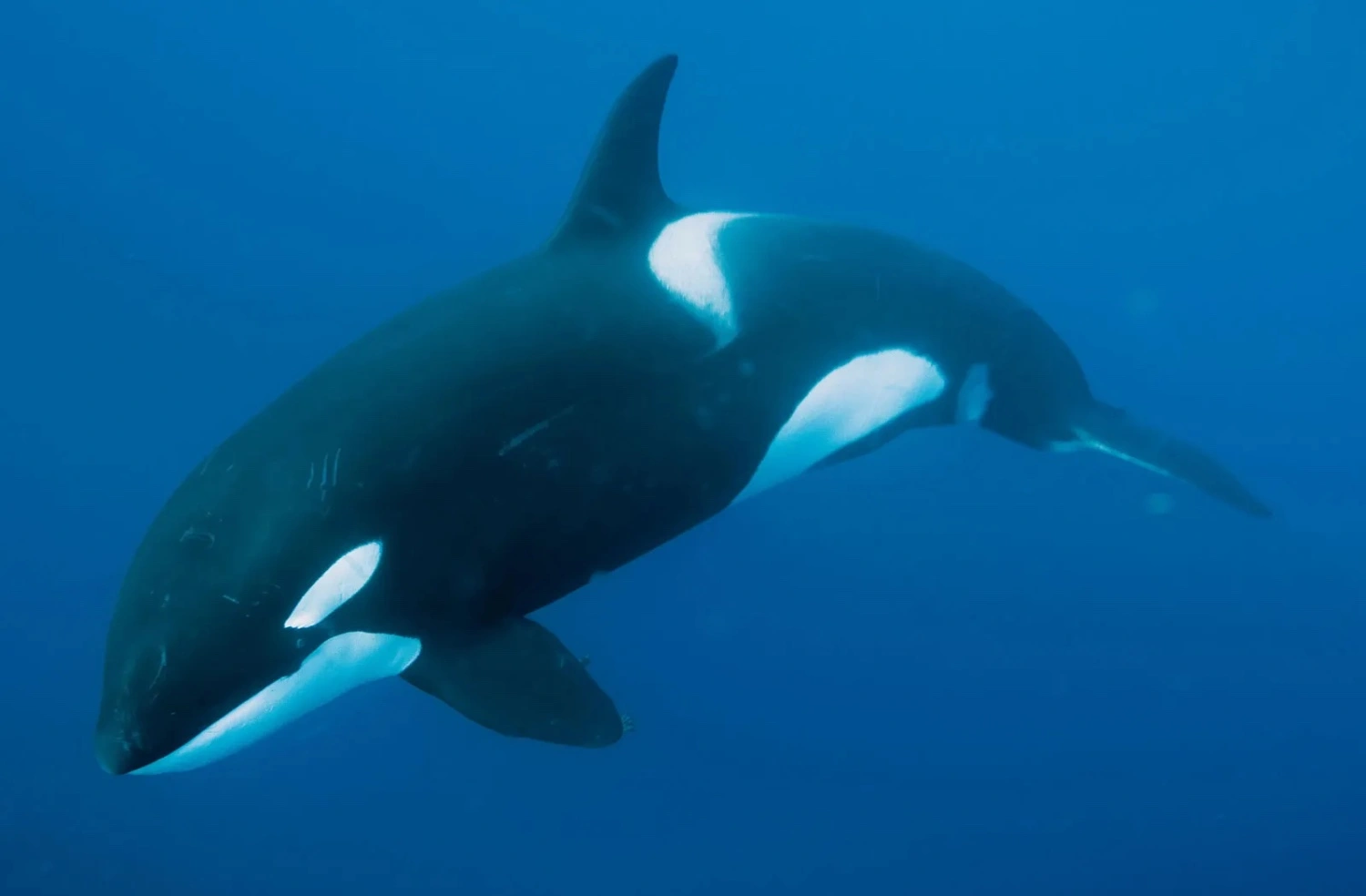 killer whale swimming Reel Guides Killer whale swimming in clear blue ocean water