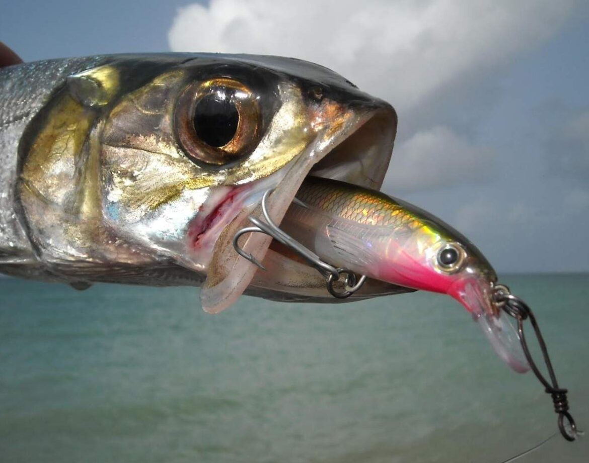 Ladyfish | Name Origins And Fishing Tips Ladyfish | Name Origins And Fishing Tips