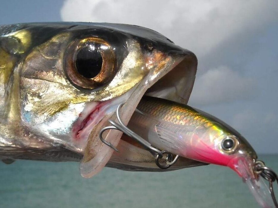 Ladyfish | Name Origins and Fishing Tips