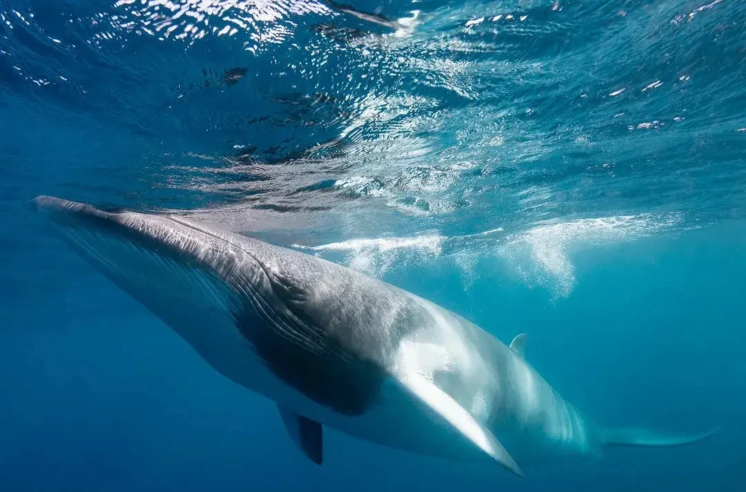 minke whales e1775512054770 Reel Guides Minke whale gliding through open ocean with sunlight reflecting off the water.”