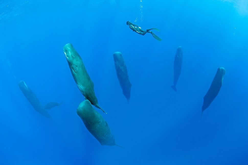 sleeping whale Reel Guides How do whales sleep? Group of sperm whales sleeping vertically underwater.