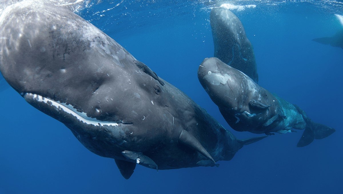 sperm whales sleeping Reel Guides How do whales sleep while floating calmly beneath the ocean surface.