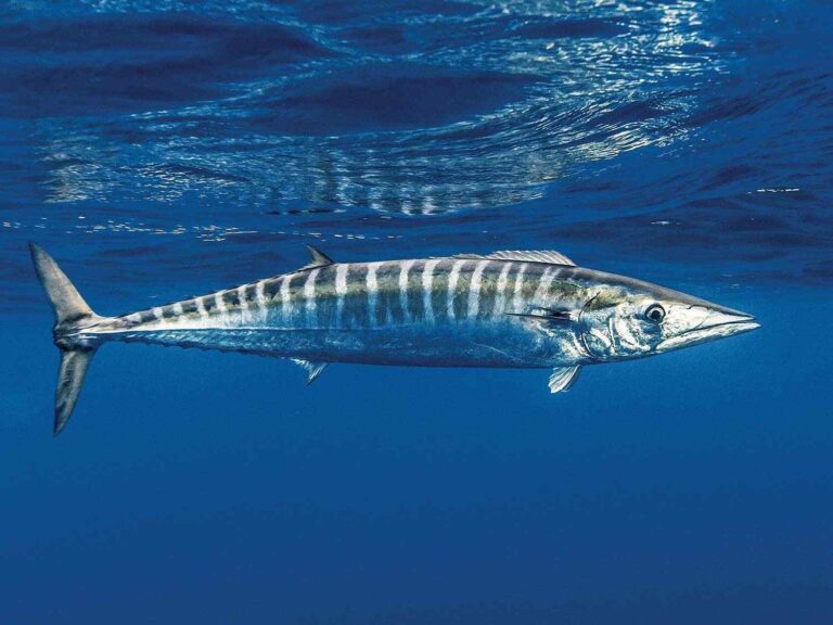 How Long Can Fish Go Without Eating? Here's The Answer