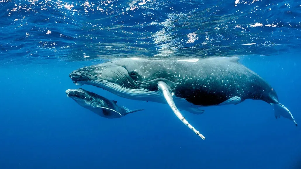 whales eating Reel Guides Humpback whale feeding underwater with fish in the ocean