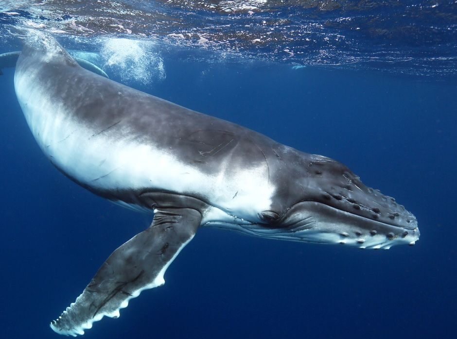 What Do Whales Eat? Whale Diet Explained