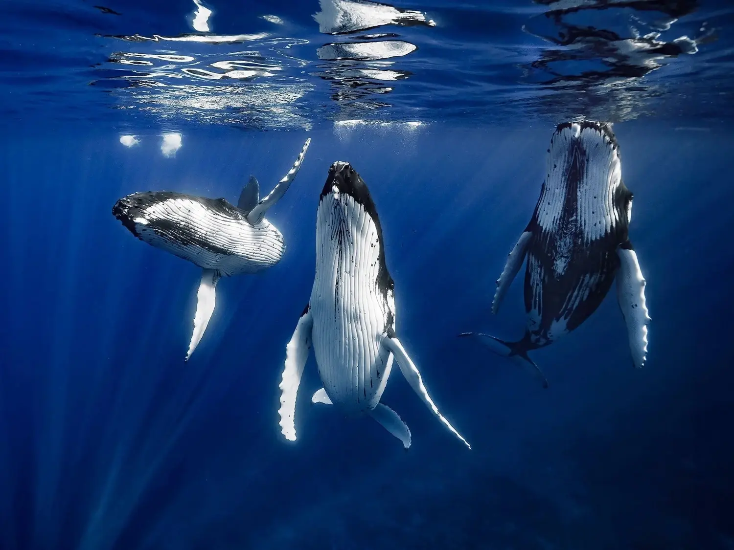 what do whales eat Reel Guides Pod of killer whales swimming together beneath the ocean surface