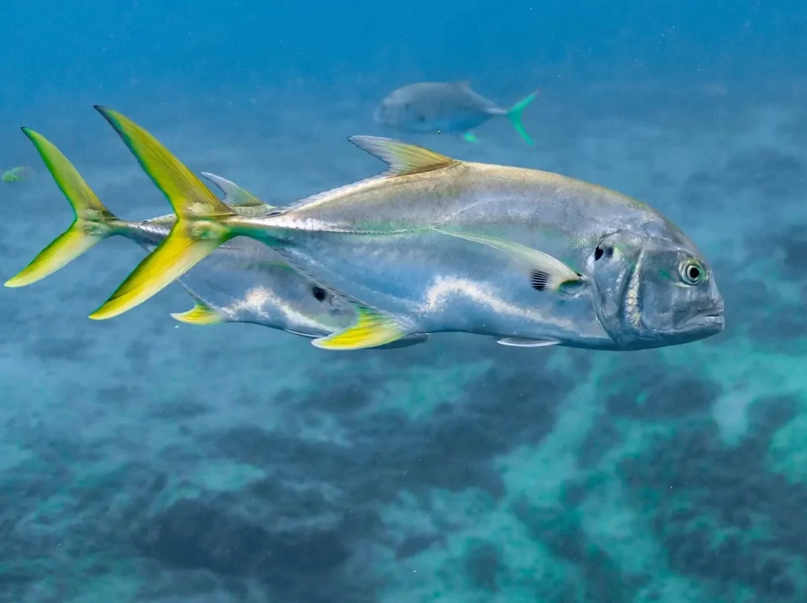 How Long Can Fish Go Without Eating?